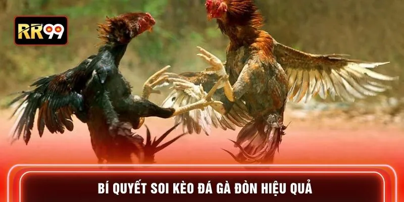 Bí quyết soi kèo đá gà đòn hiệu quả