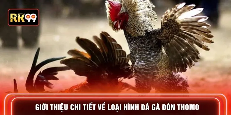 Giới thiệu chi tiết về loại hình đá gà đòn thomo