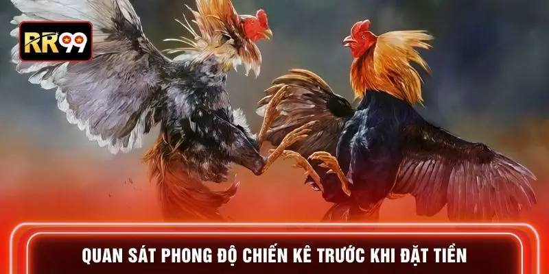 Quan sát phong độ chiến kê trước khi đặt tiền