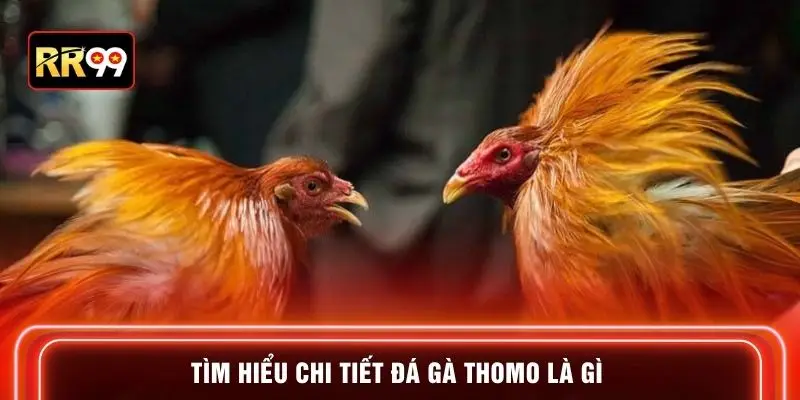 Tìm hiểu chi tiết đá gà thomo là gì